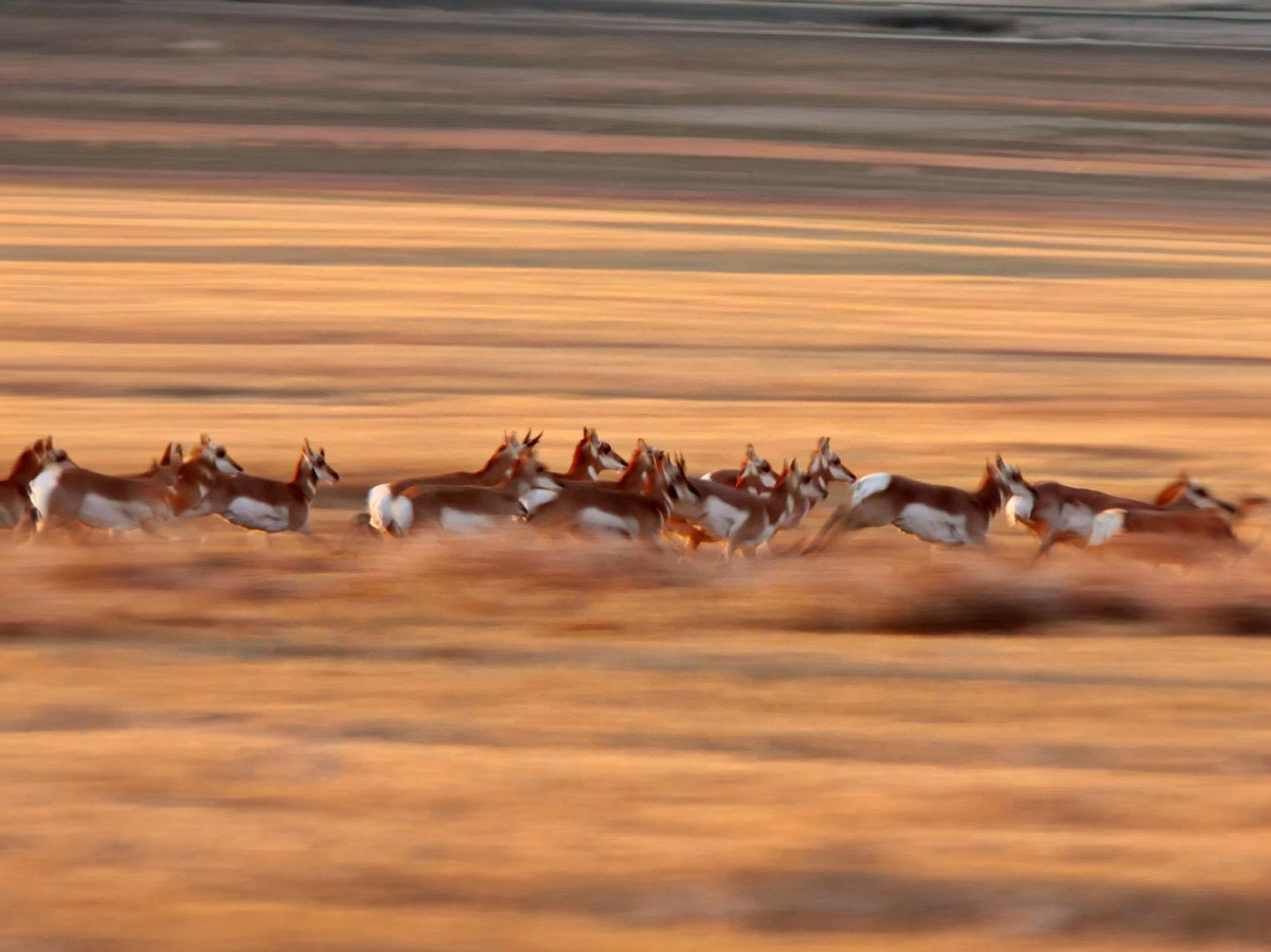 Фото из интернета стадо вилорогов.