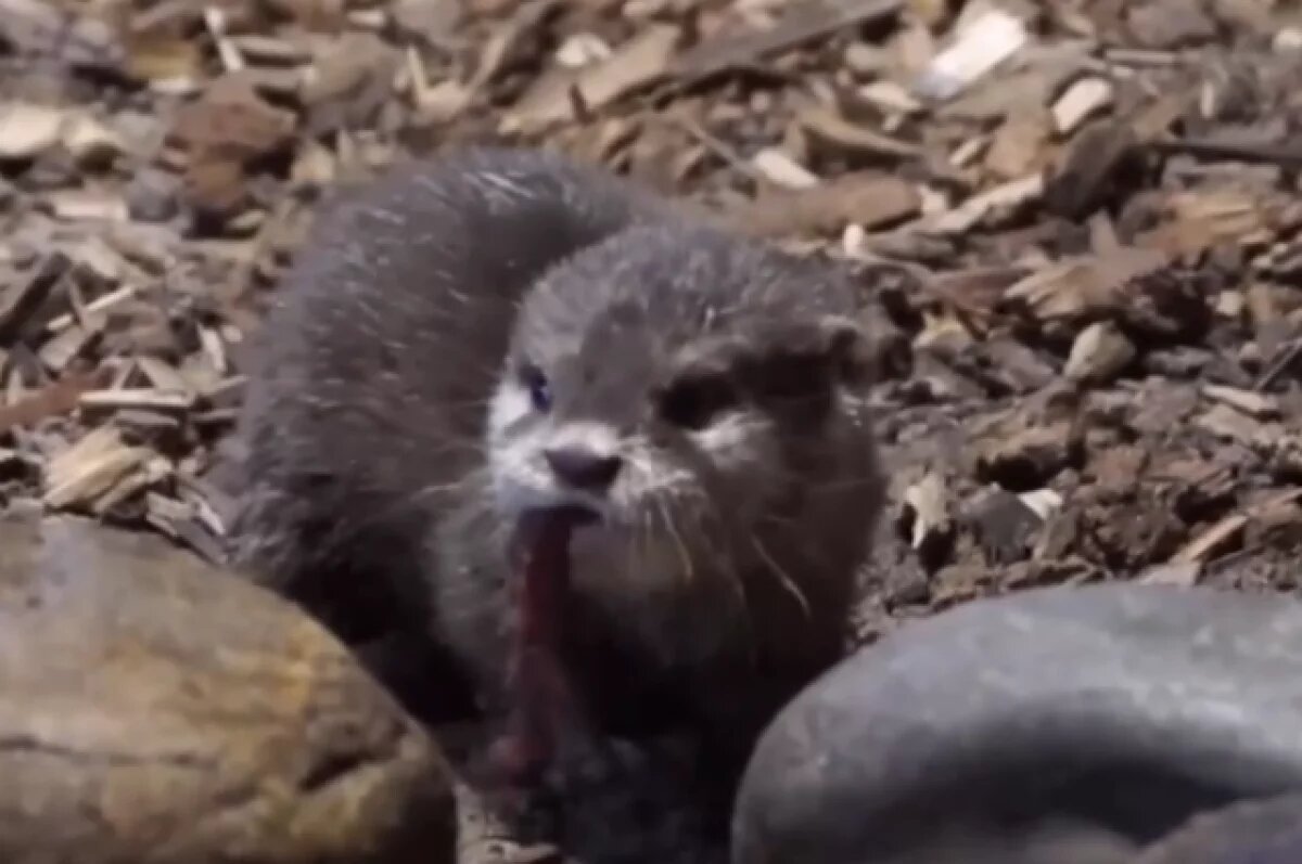    Пять речных выдрят пополнили семью в Новосибирском зоопарке