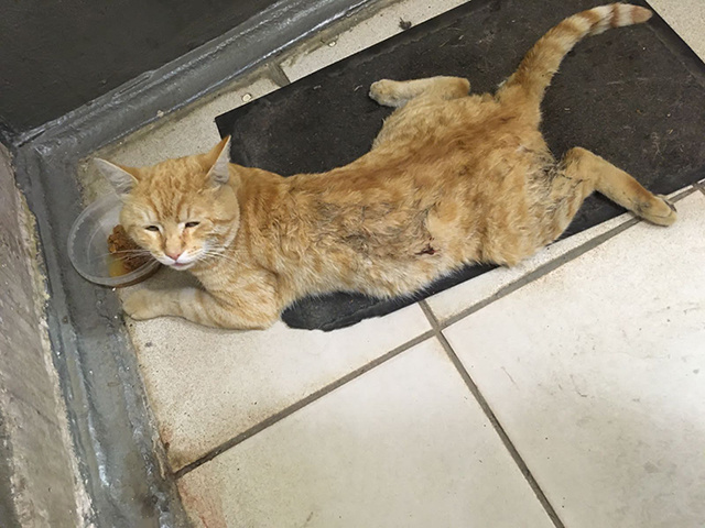 Кота Суворова нашли в подъезде