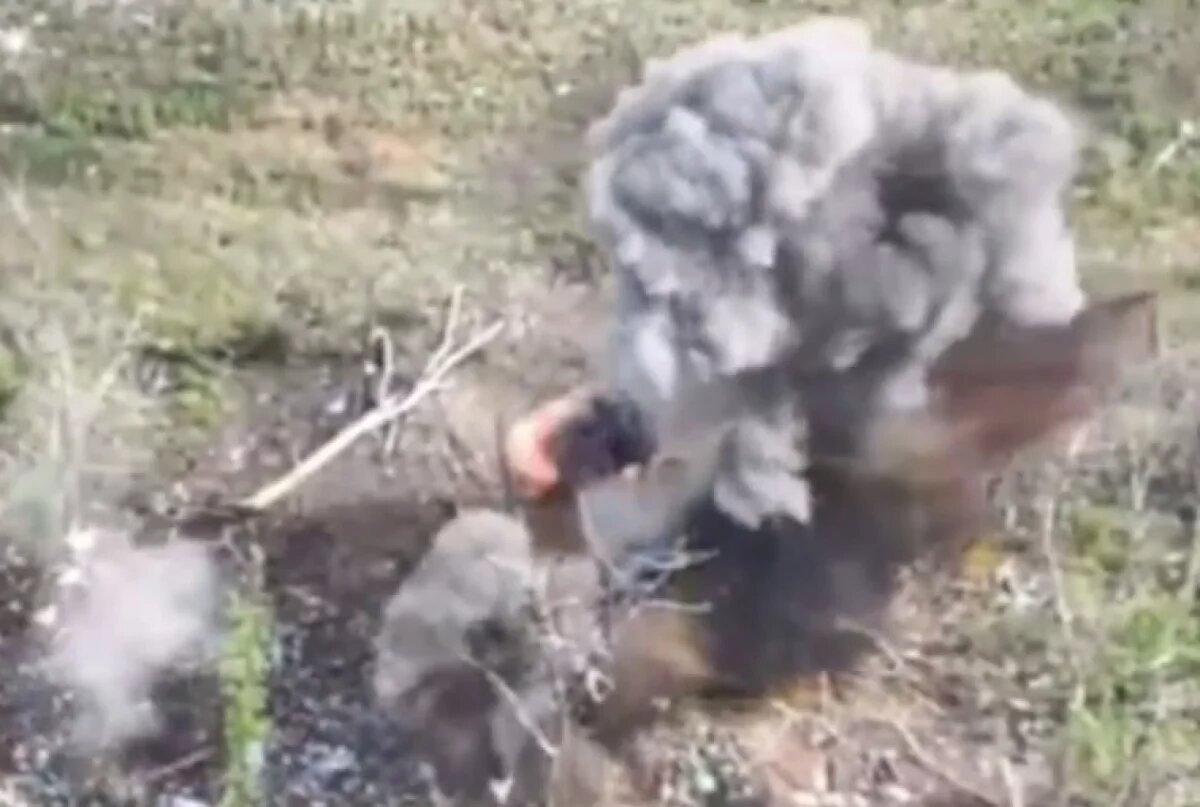    Братская могила Северска: ВСУ бегут от зачистки, бросая тайное оружие НАТО