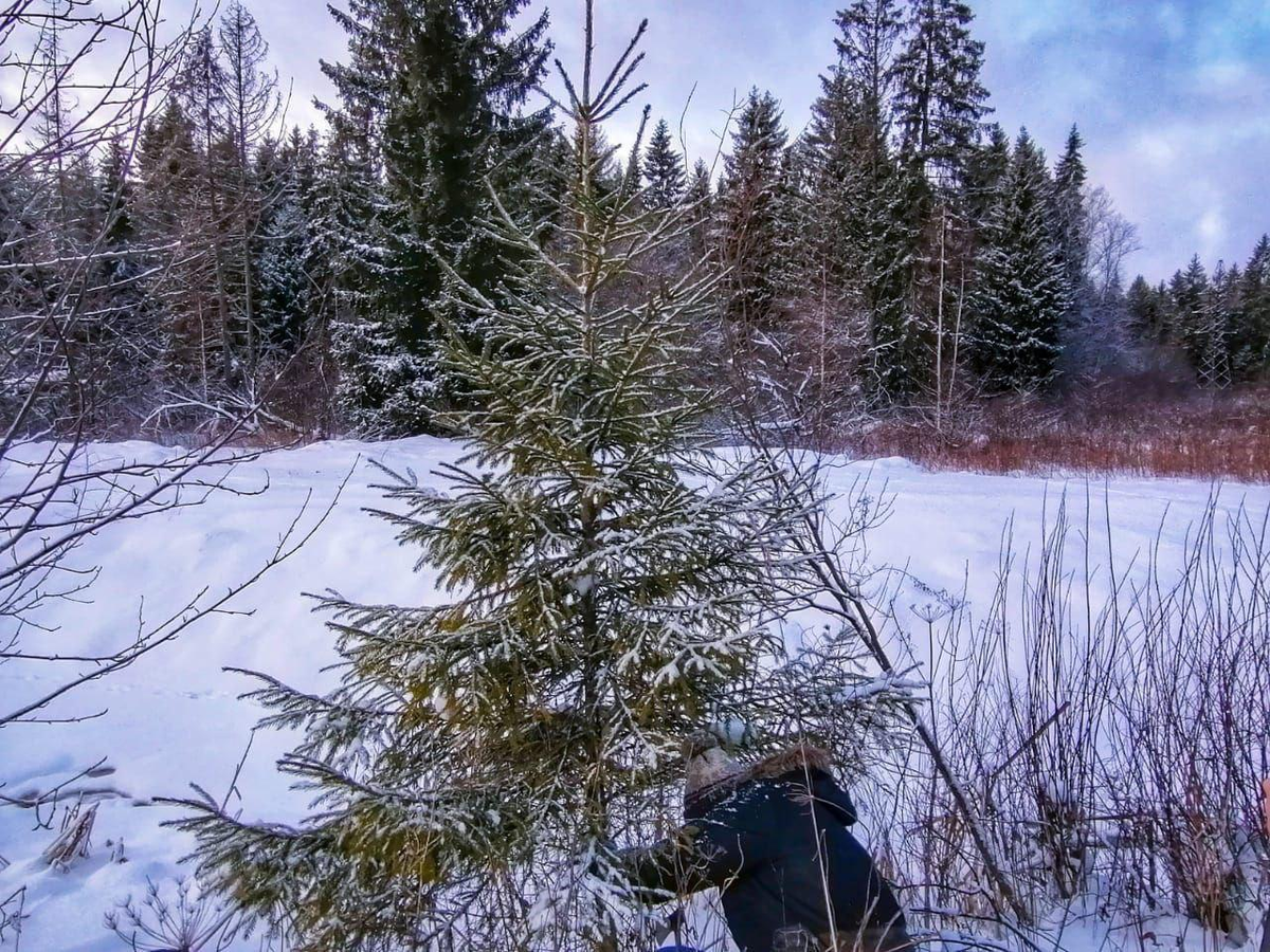 Фото: телеграм-канал «Админка Ленобласти»