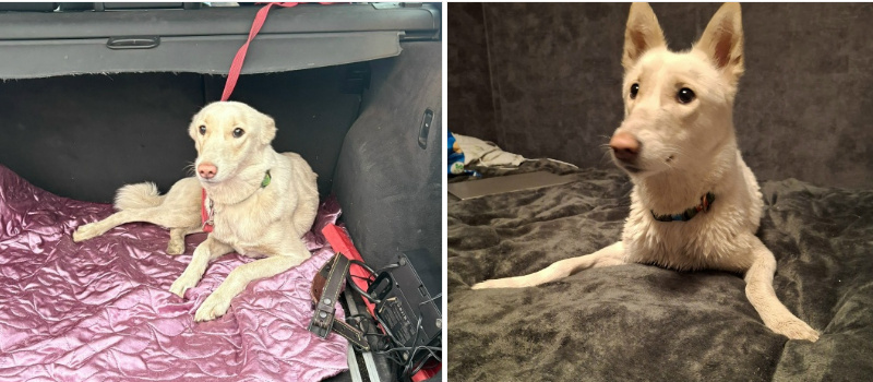    «Биг Алерт»