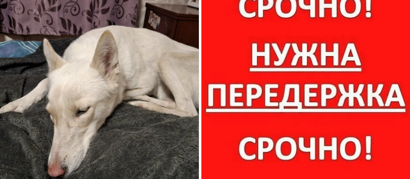    Хозяин отказался от найденной после пожара в Петрозаводске собаки«Биг Алерт»