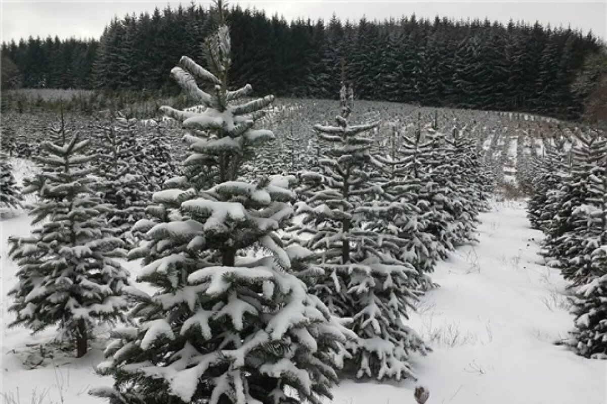    Жителей Тверской области призвали не рубить ёлки в лесу