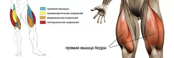 Примеры тренировок квадрицепсов с гантелями