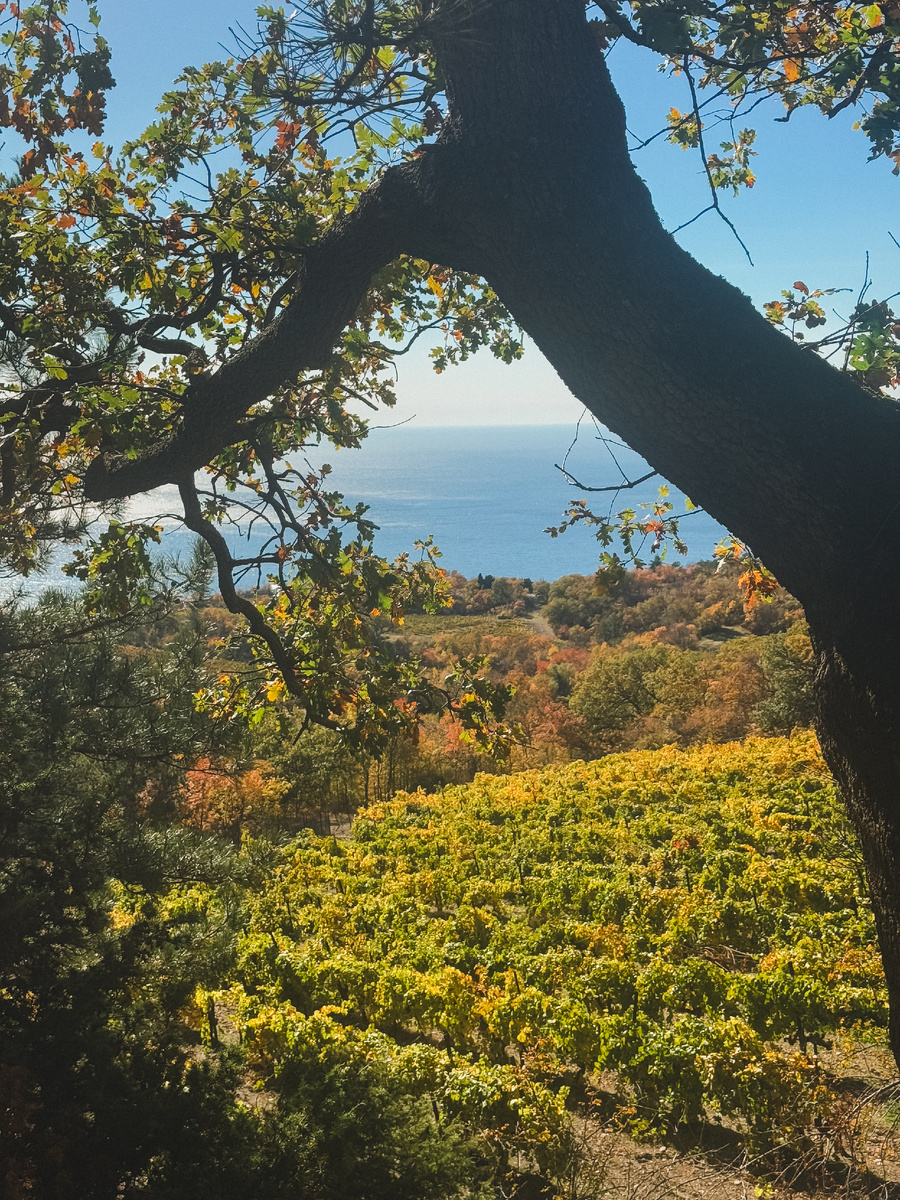 Ох уж этот мягкий осенний свет 😍