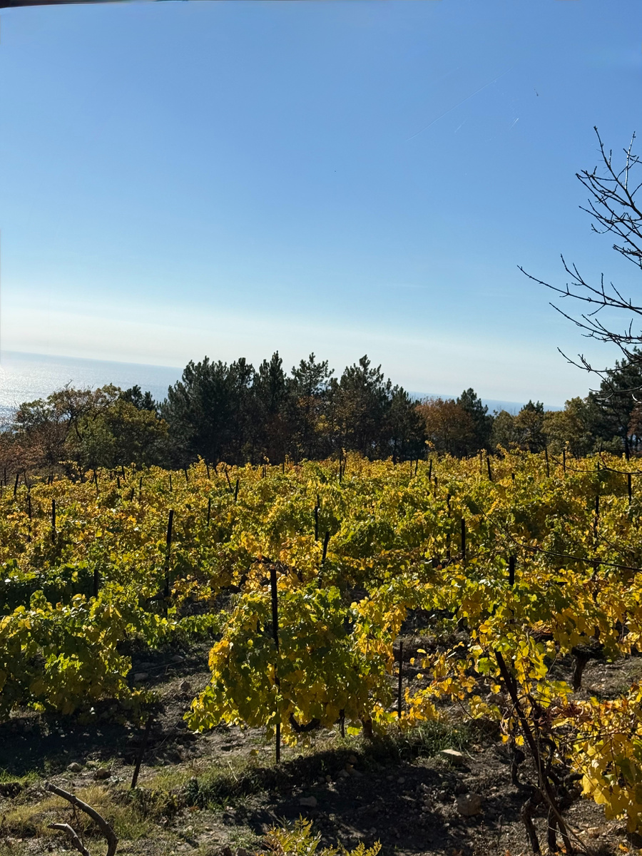 Те самые виноградники, которые в самом начале пути должны быть у вас слева. 
