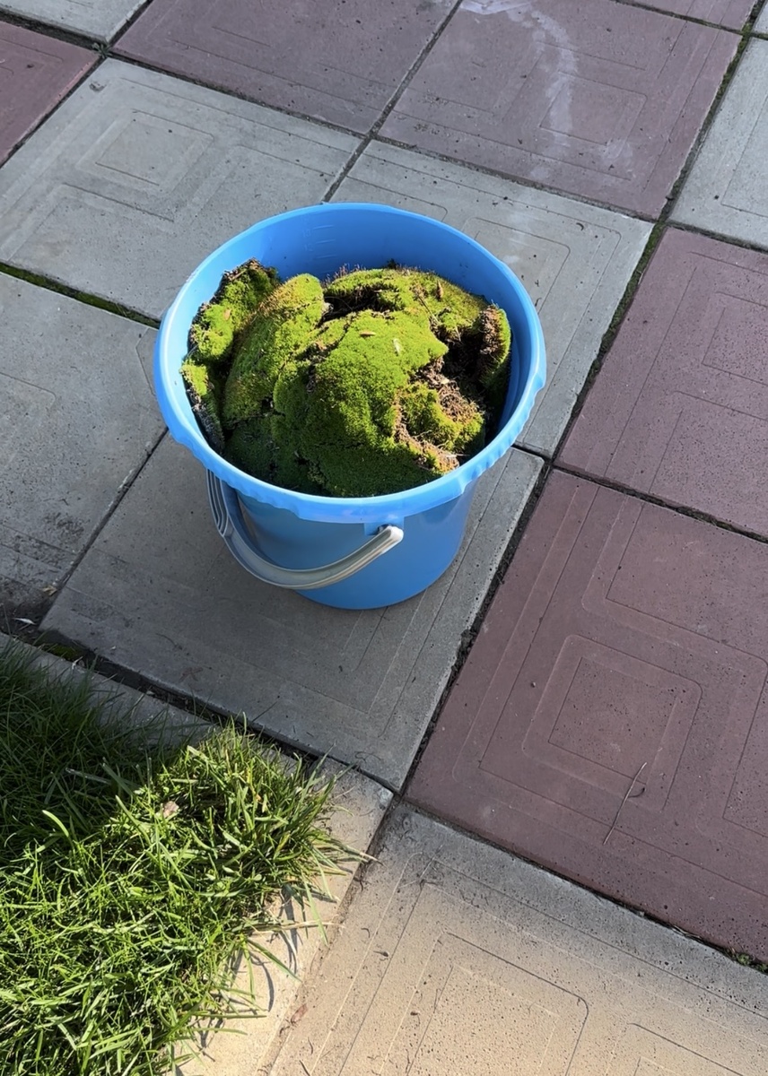 Ведерко мха собрала