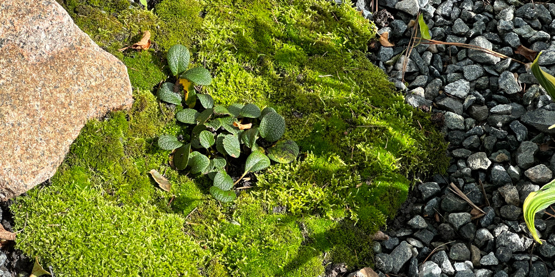 Мох в саду друг или враг?