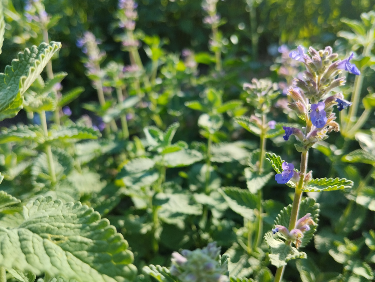 Котовник Мусина "Орион": синие мелкие цветы, тонкие стебли с соцветиями, мелкие листья