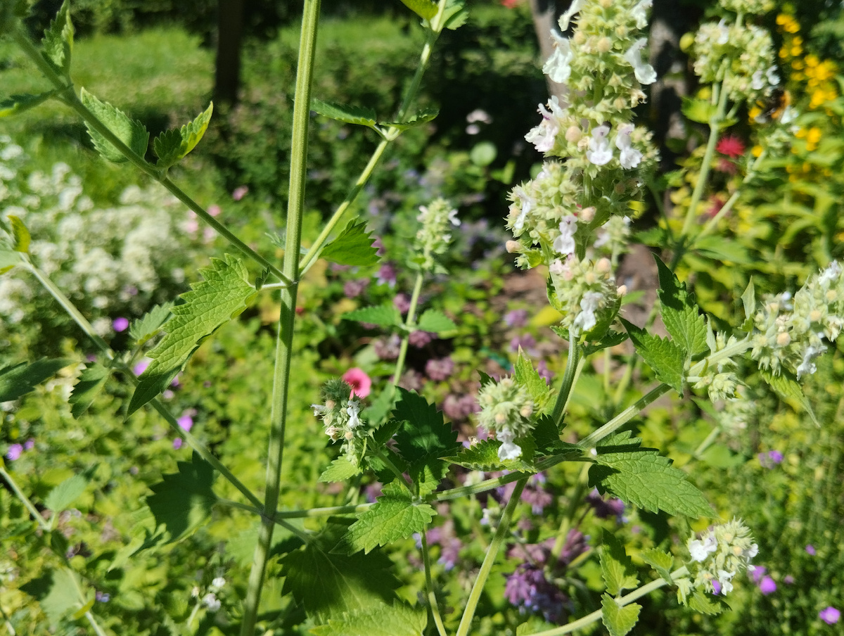 Котовник кошачий "Кентавр": белые мелкие цветы, гигантские кусты, крупные листья