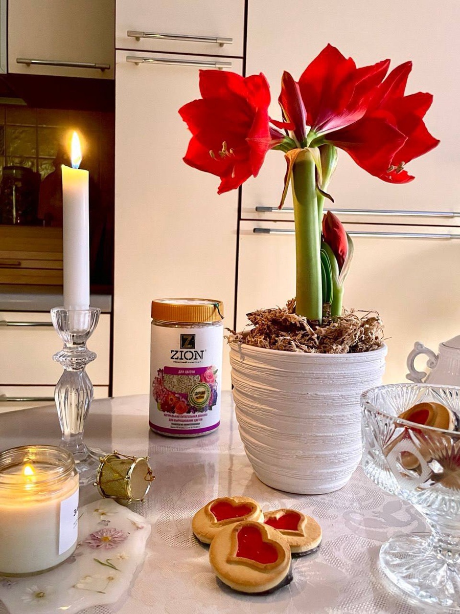 Как ускорить цветение амариллиса