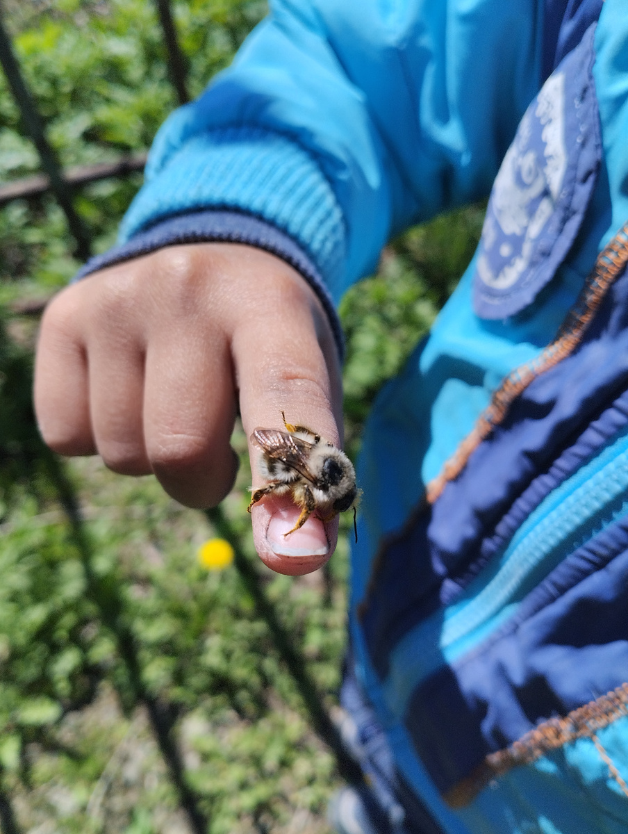 Шмель  с одуванчика на палец перешёл, потом улетел