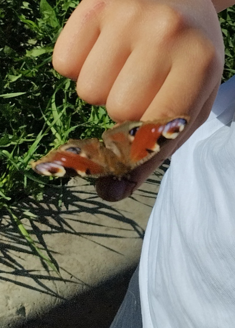 Бабочка Павлиний Глаз на руку забралась