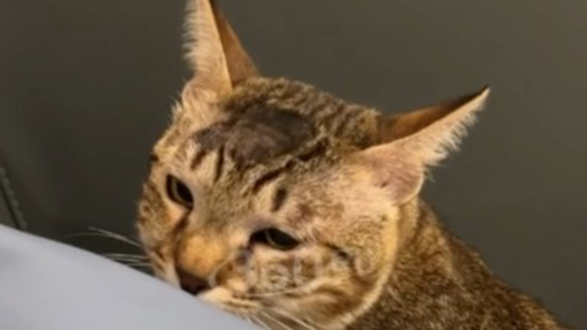    Фото: Скриншот видео / 360.ru / Telegram