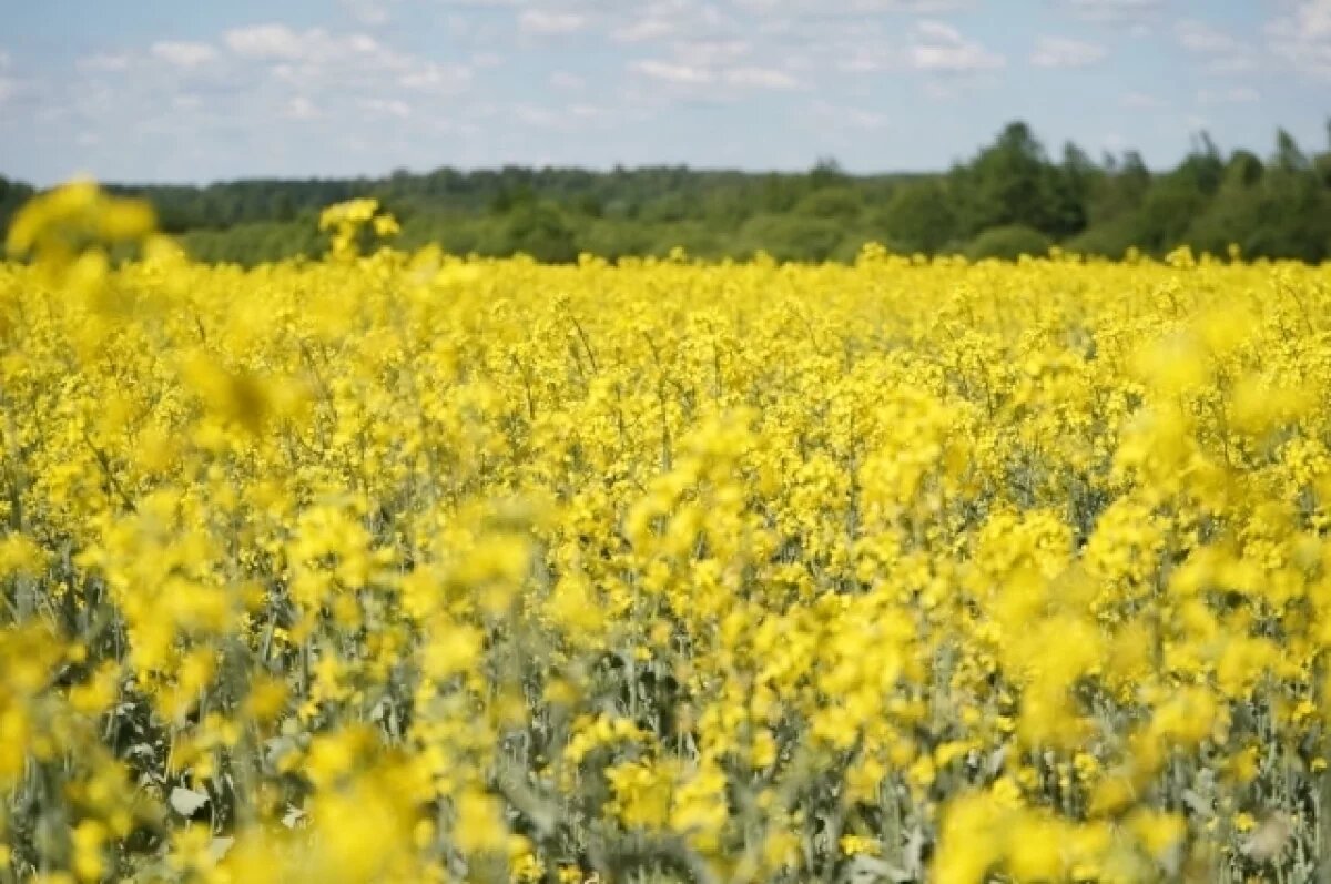    Ивановские аграрии собрали рекордный урожай масличных культур
