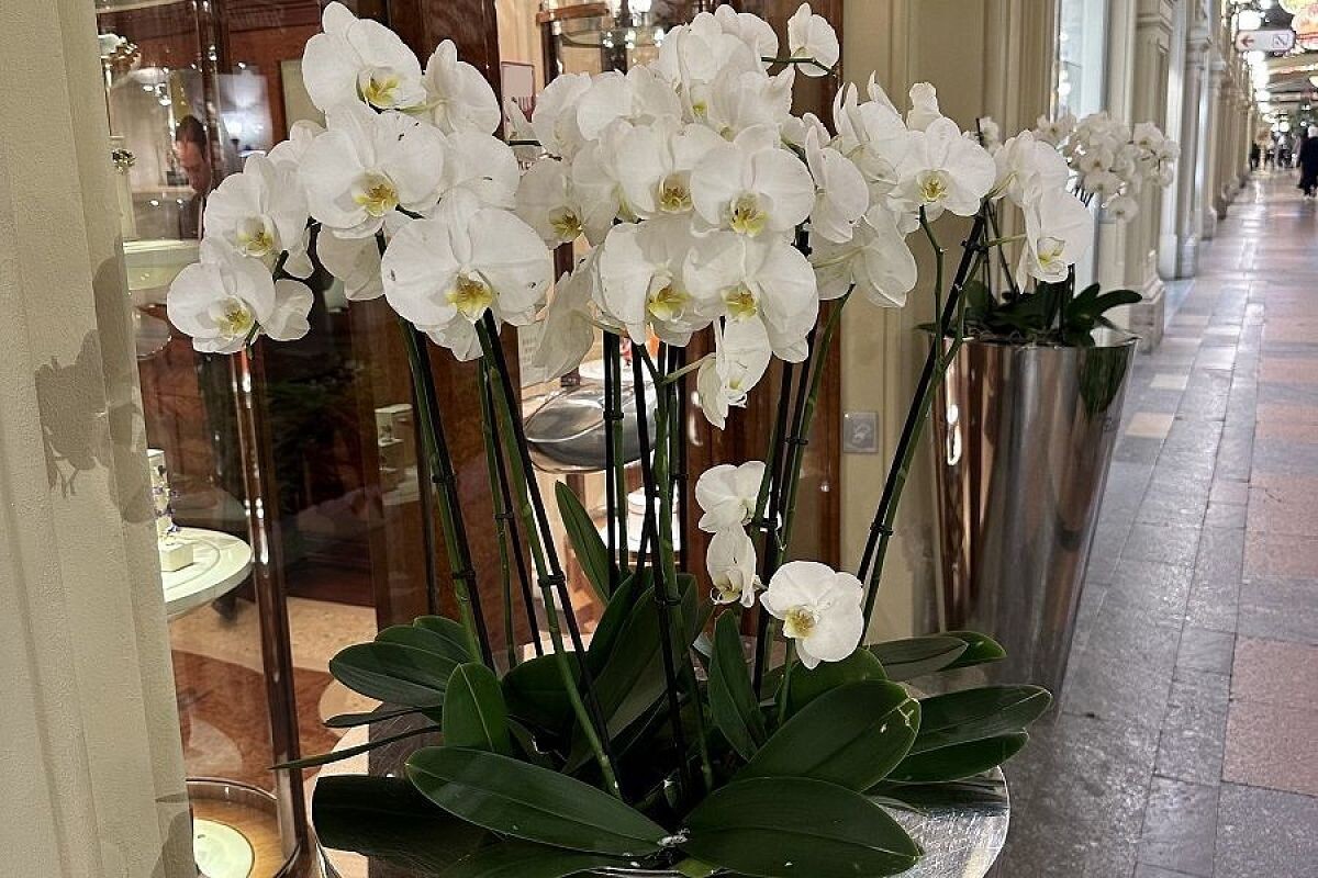    Влажность в помещении, где растет орхидея, должна быть не менее 60–70 процентов, иначе цветов можно не ждать.