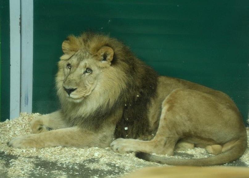    фото:«Иркутский зоопарк» / Telegram