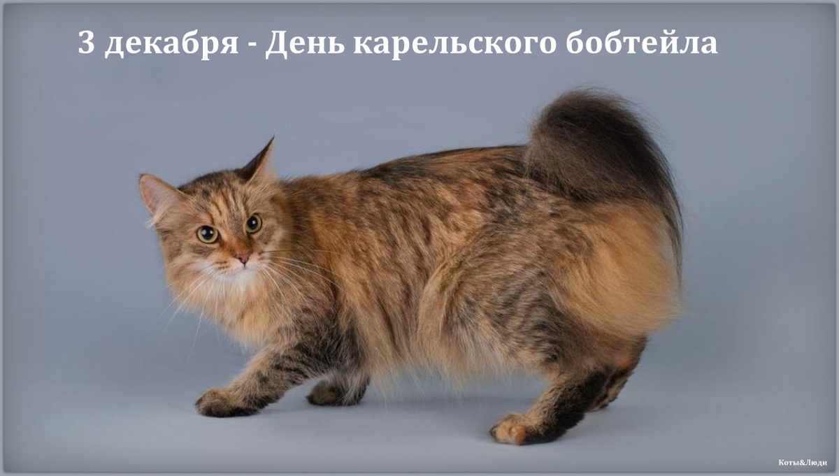 Коллаж автора. Использовано фото: https://ngs.ru/text/animals/2025/03/25/75259121/