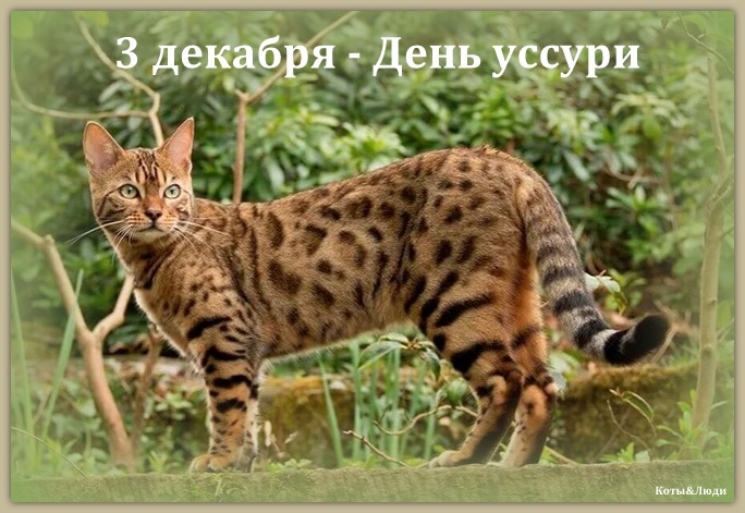 Коллаж автора