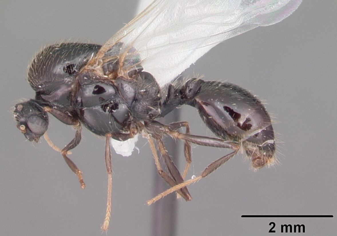    Самец красного огненного муравья. Источник изображения: wikipedia.org