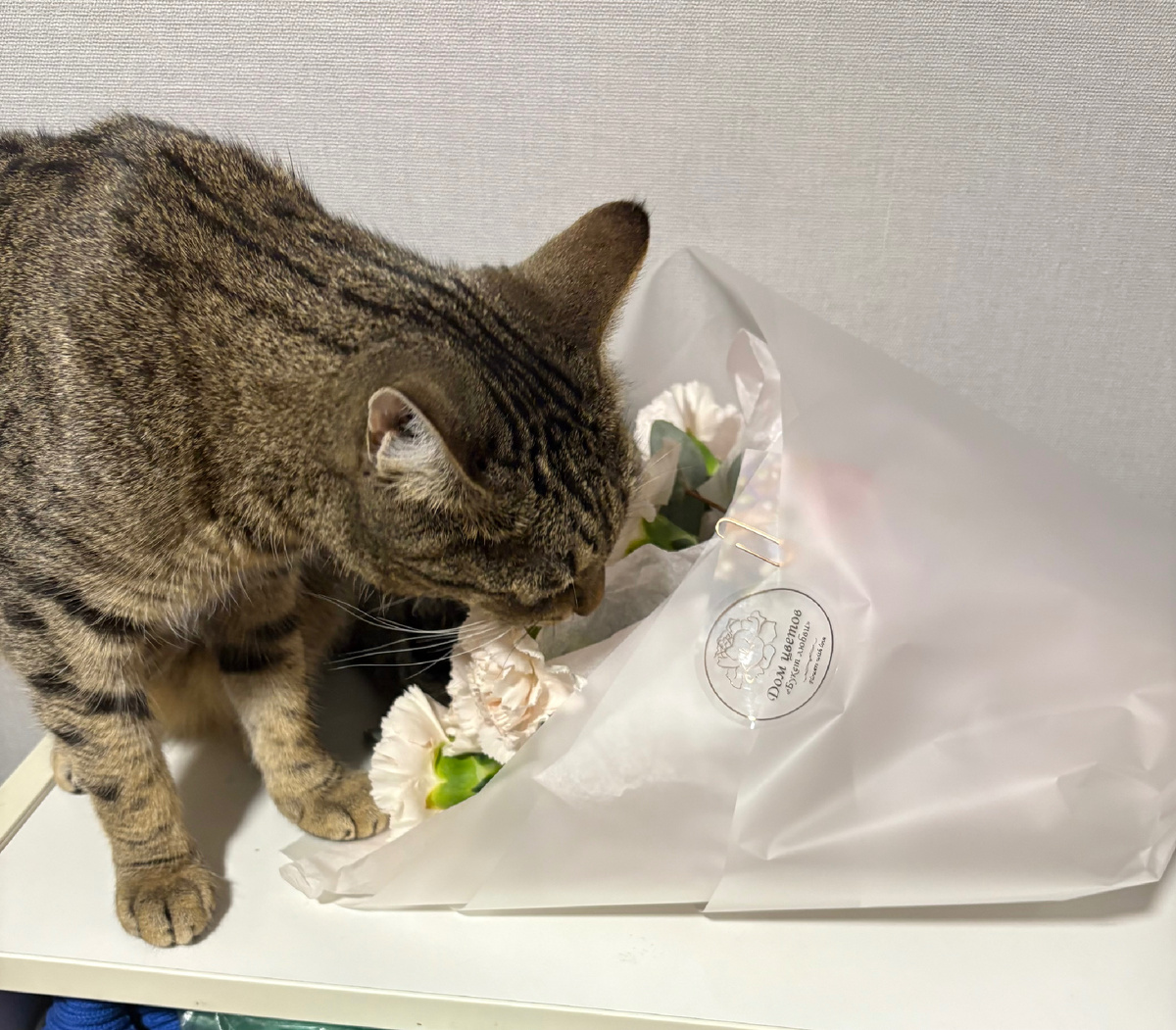 Вместо тысячи слов букет, отвоеванный у кошеньки. Она большой специалист по поеданию цветов 🌹