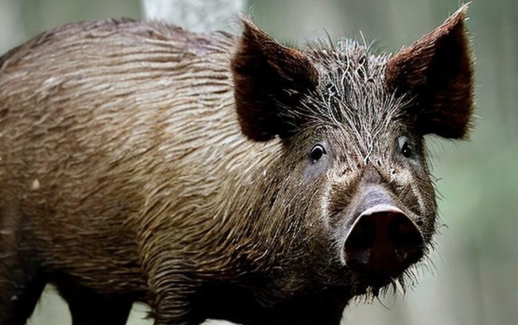    Фото: Медведева Анна, AgroXXI.ru