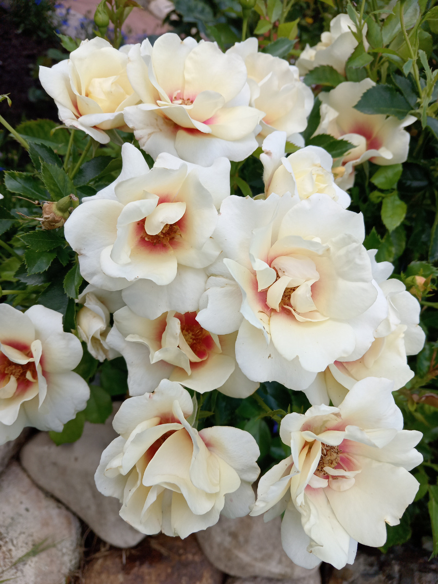 Глориус Бабилон Айс