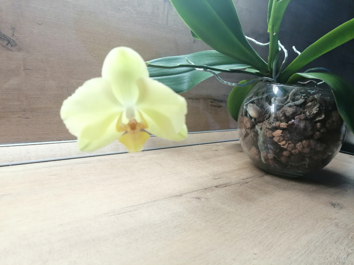 Орхидея Феррара