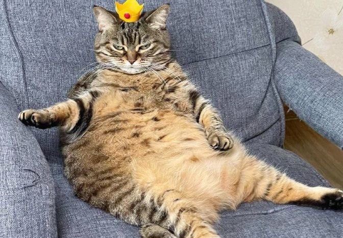 Просто кот, и этим все сказано: 17 забавных снимков прилагаются. Часть 1