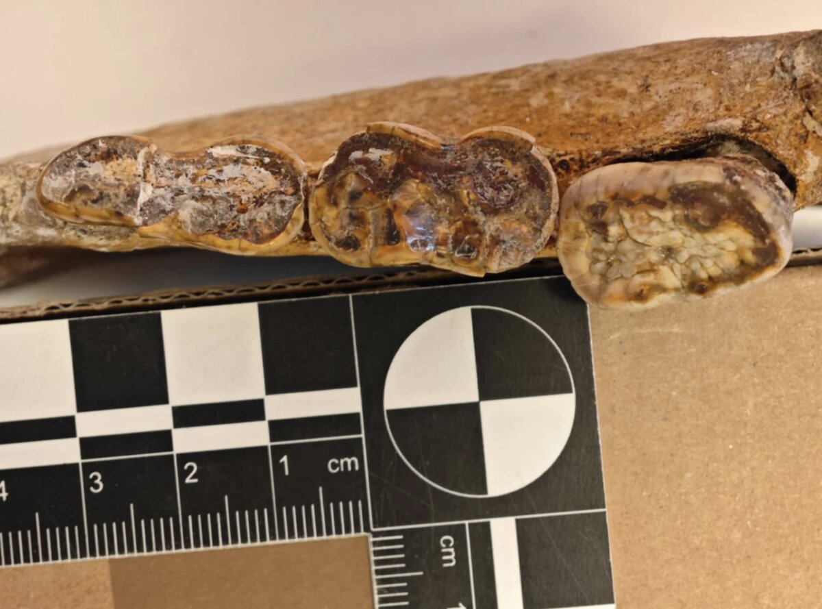 Ursus deningeri , ранний пещерный медведь, имел третий моляр (справа) по сравнению со вторым моляром (в центре) большего размера, чем можно было бы ожидать на основе модели.Аннеке Х. ван Хетерен/Музей естественной истории, Вена