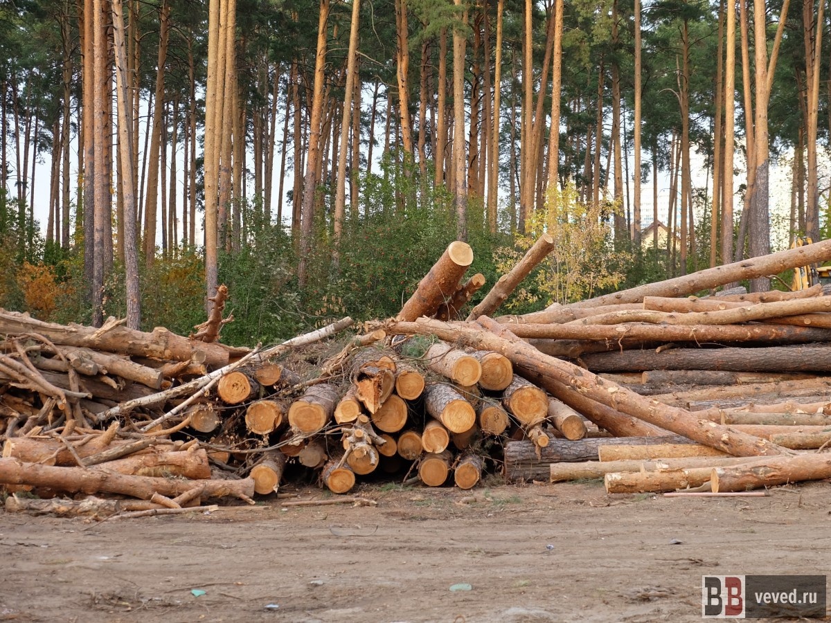     Фото: Владислав Постников / Вечерние Ведомости