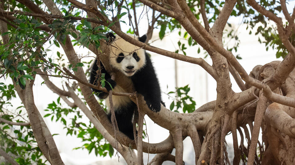 ФОТО: Chan Long Hei/AP/TASS