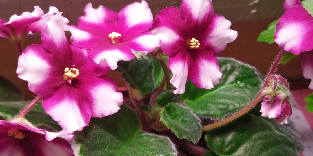 Приветствую друзья!