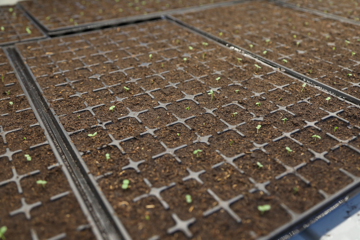 Фото: Роман Пименов / «Петербургский дневник»