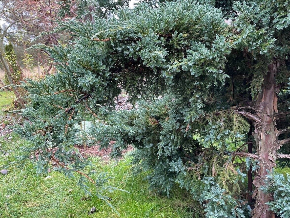 Придала веткам можжевельника округлую форму, а то торчали горизонтально. Если присмотреться, видна черная проволока. Фото автора 