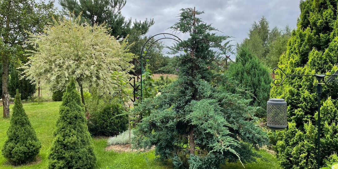 Приём ландшафтных дизайнеров: как задать ветке нужную форму и направление роста