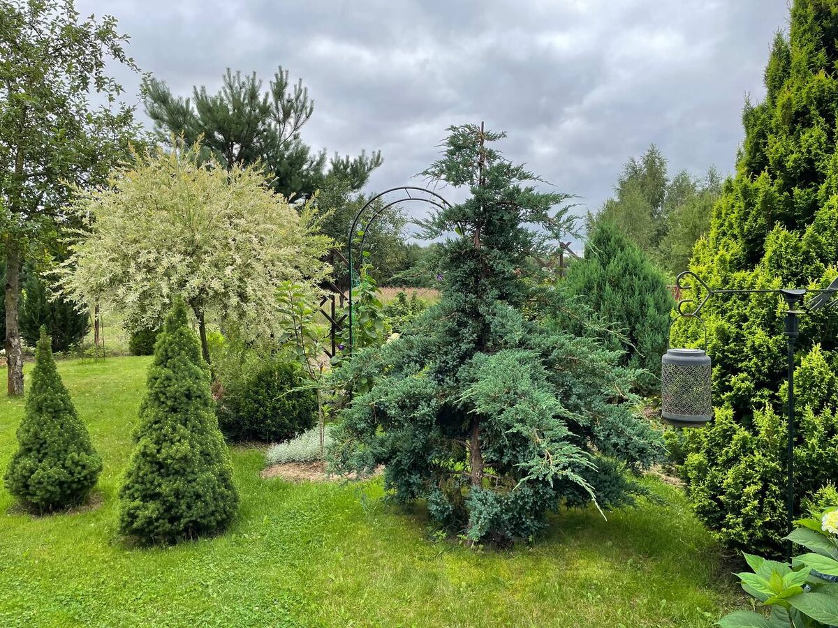 Стелющийся можжевельник растет вертикально. Фото автора