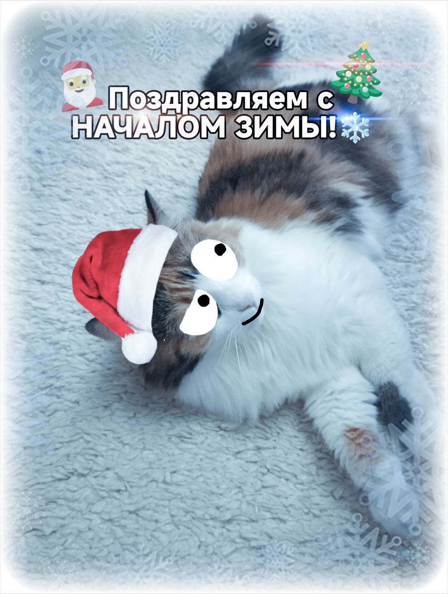 Симка поздравляет вас с началом зимы!😸🎄