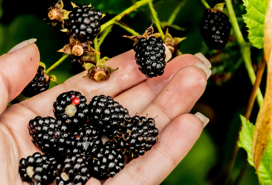    Shutterstock/FOTODOM