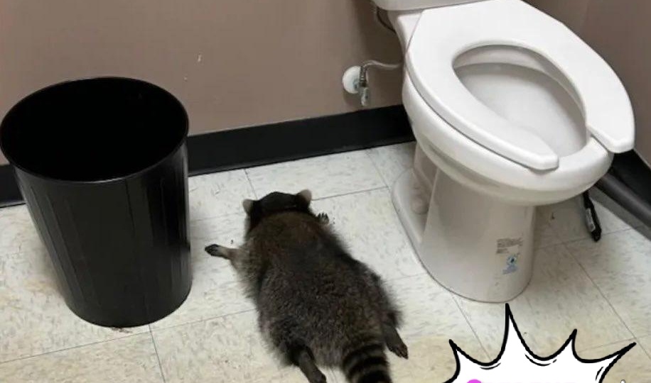 ‎Енот-пьяница устроил вечеринку в американском алкогольном магазине 🍺🦝