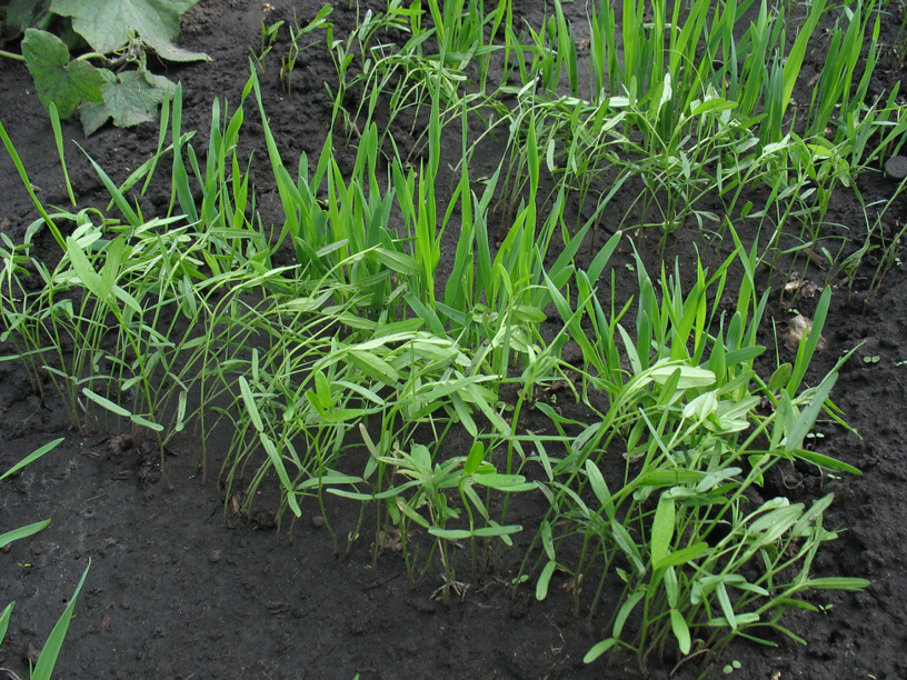 Всходы сидератов