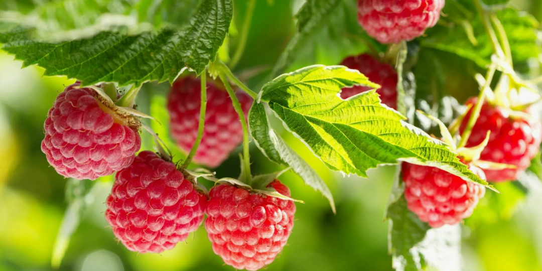 Если рядом с малиной посадить эти культуры, то урожая соберете больше в два раза!