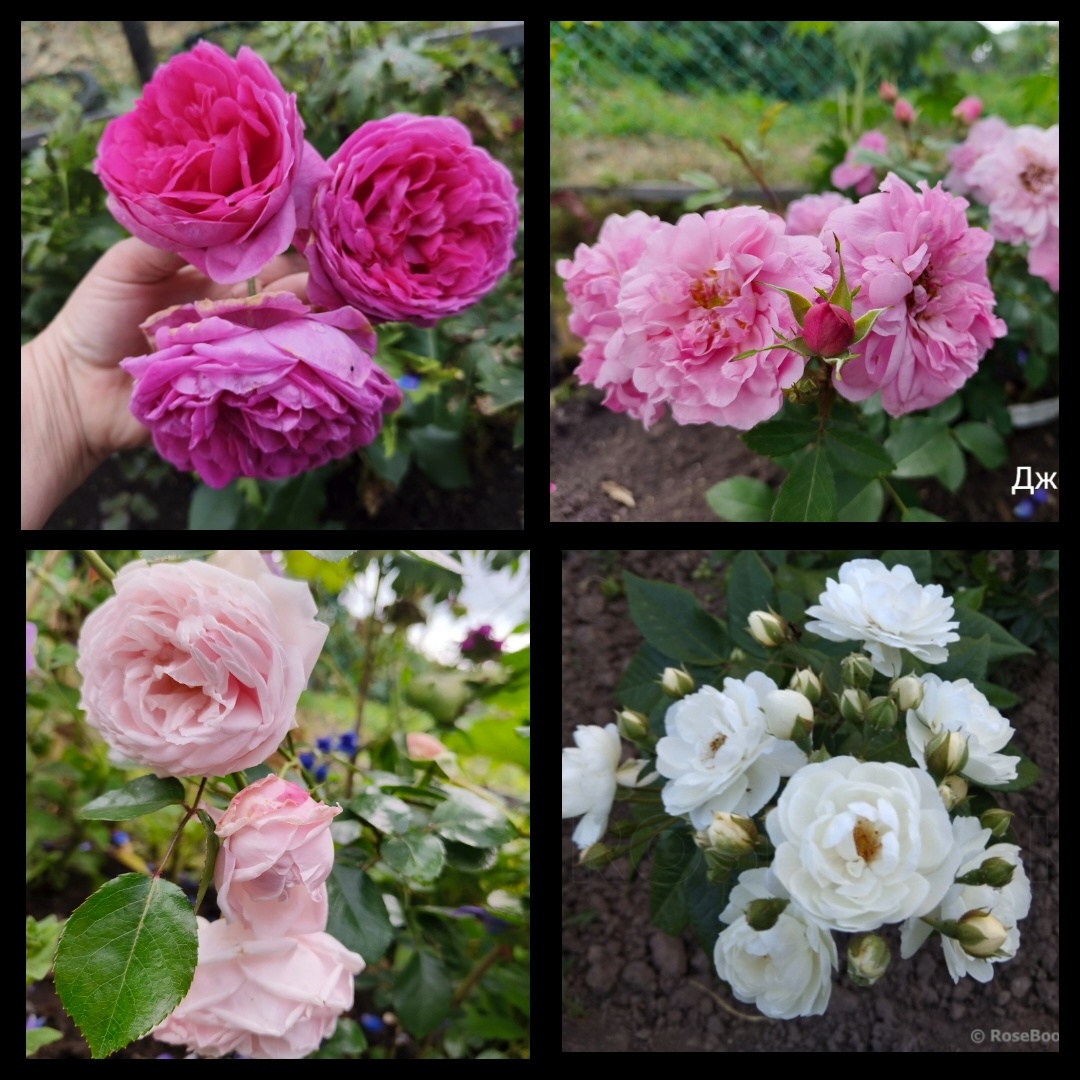 Корал Доун, Джон Девис, Нью Доун, Гирлянд де амур