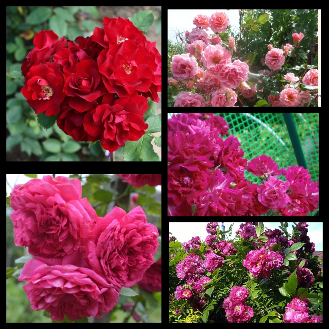 Плетистые- Хоуп оф Хьюмани, Дрим Уивер, Лагуна, Супер Эксельза, Периниал Блю. Фото с сайта роузбук.