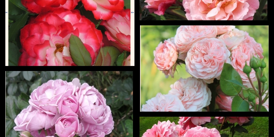 Мой заказ роз на весну 2026.