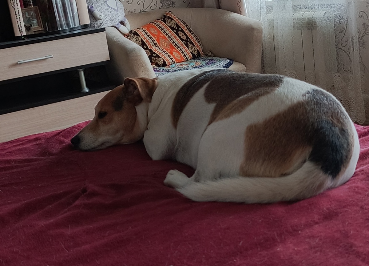 Джеки отдыхает