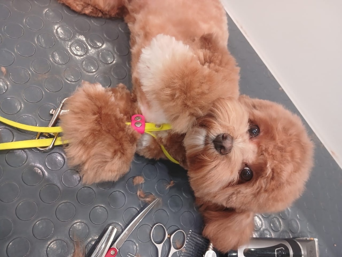 Щенок мальтипу груминг, салон "Хвост и Хвостики" метро автозаводская