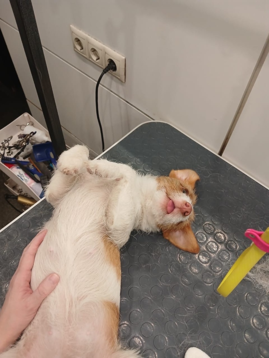 Щенок на груминге салон «Хвост и хвостики» метро автозаводская
