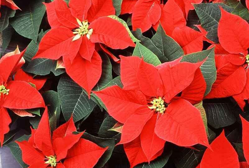 Как правильно ухаживать за пуансеттией, чтобы она радовала пышным цветением всю зиму?